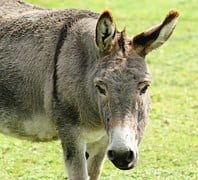 donkey-403151__180